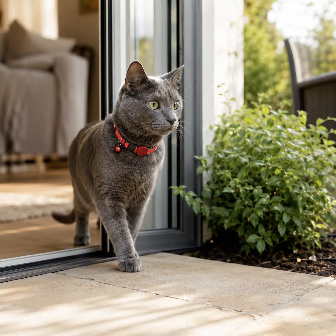 Indoor gray cat wearing a reflective tracker collar near an open patio door
