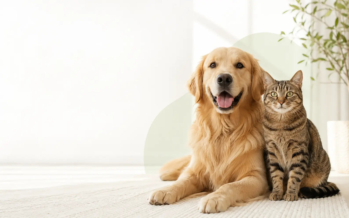 A cat and dog together