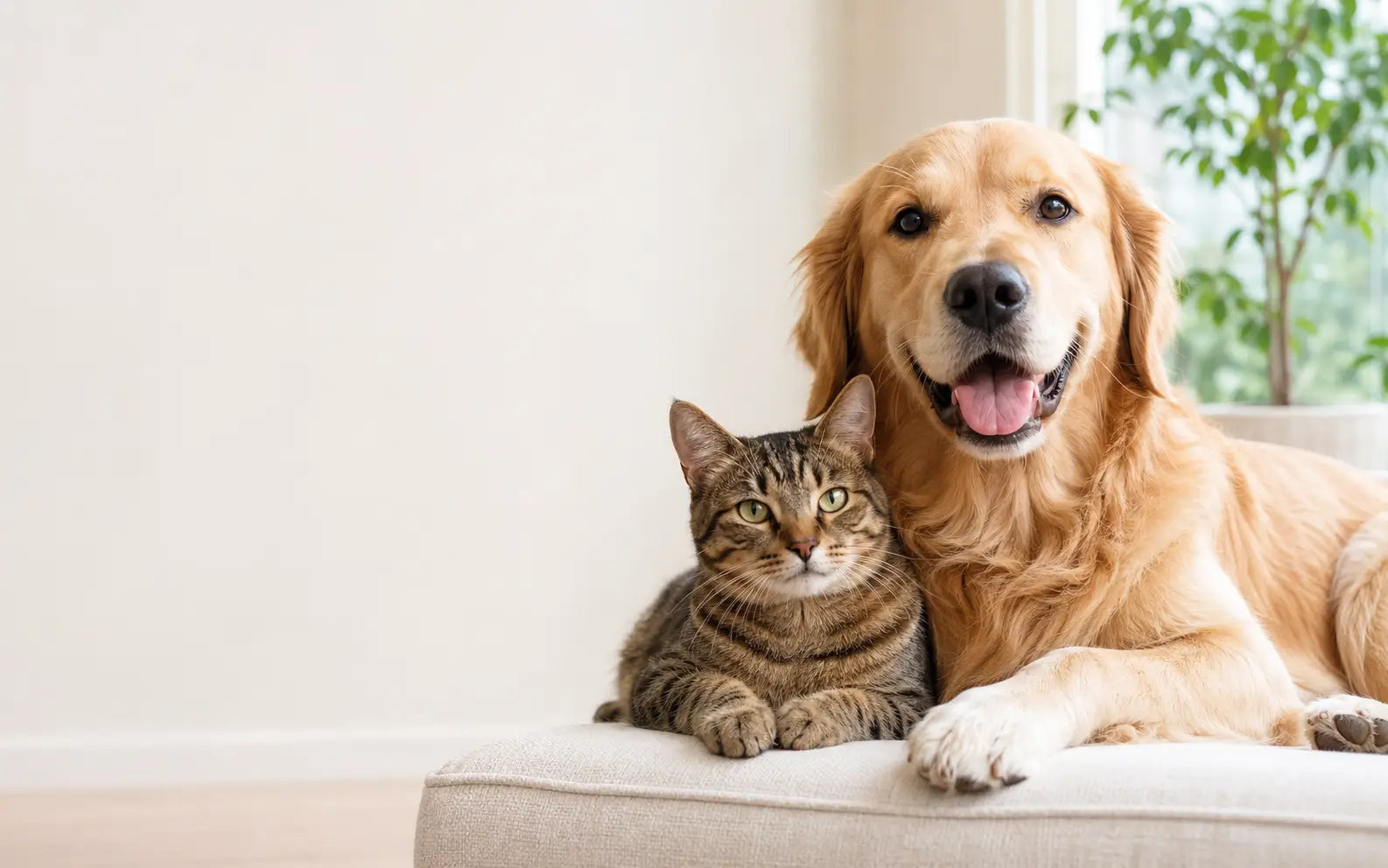 A cat and dog relaxing together at home